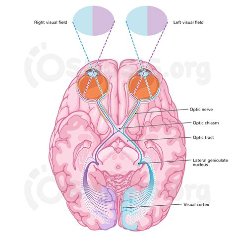 Optic nerve (CN II): Anatomy, pathway and histology